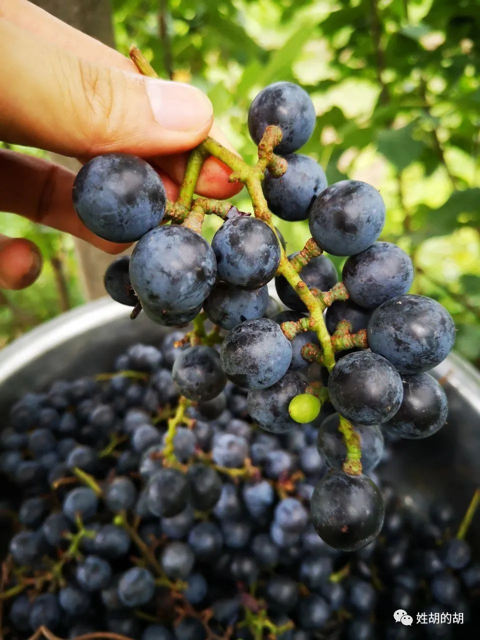 马蜂抢蜜蜂窝,马蜂发射毒刺