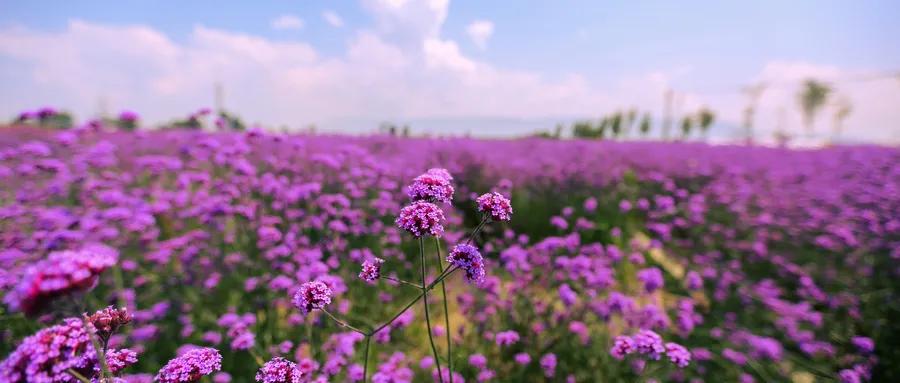 成都西岭雪山门票是多少钱一张,成都西岭雪山门票多少钱一张