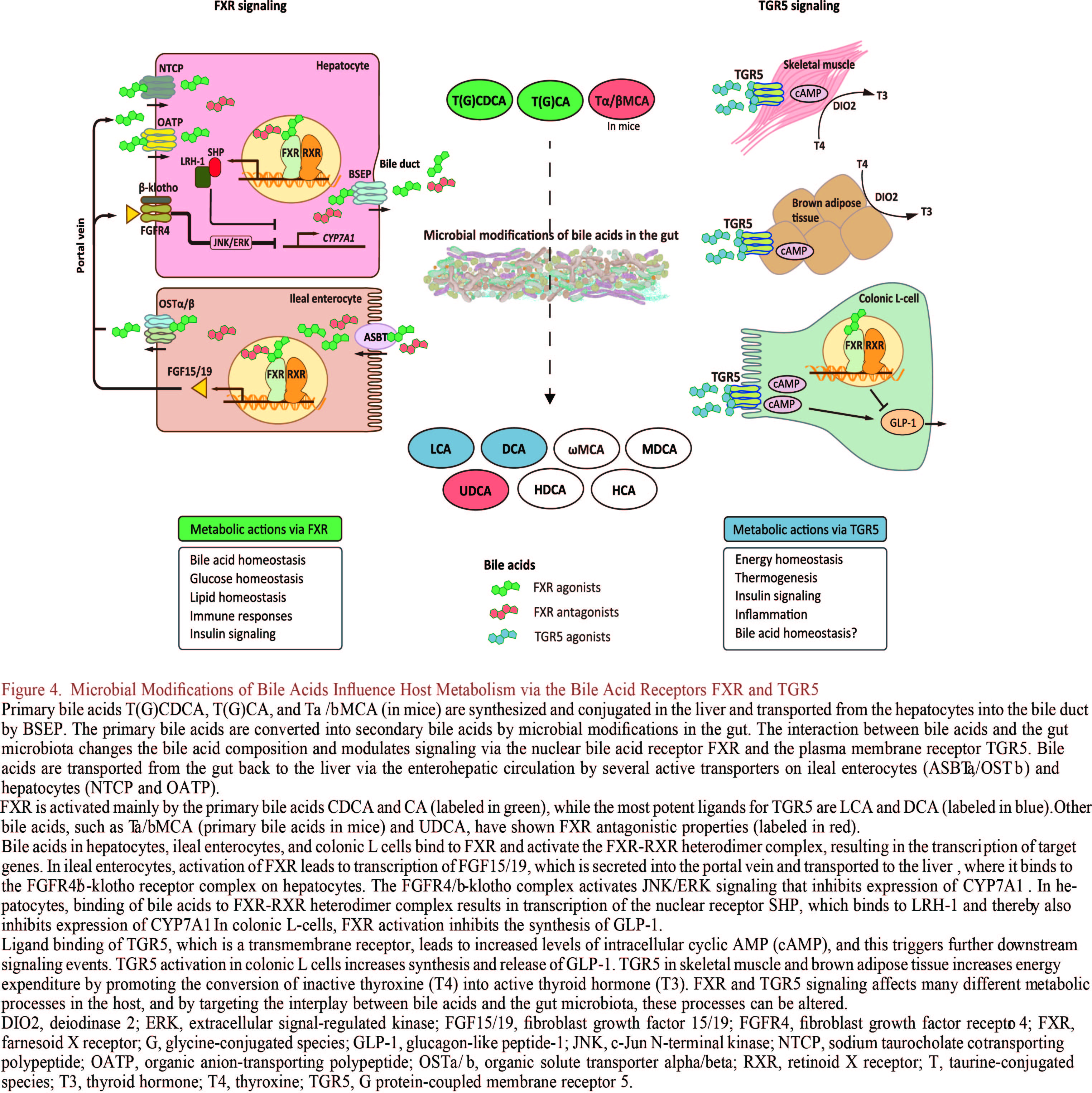 cellmetabolism和cell关系,cellmetabolism影响力