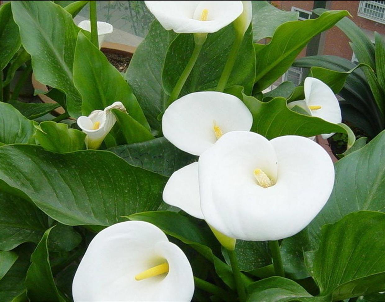 马蹄莲冬天最低温度几度,彩色马蹄莲冬季怎么养护