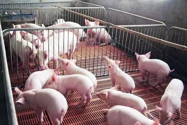 舌尖上的徽州火腿,金华火腿舌尖上的中国