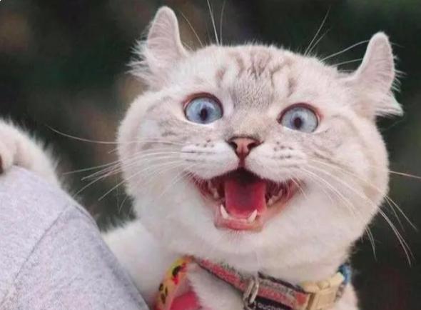 什么样的猫咪好养不容易养,养得好的猫咪几大特征是什么