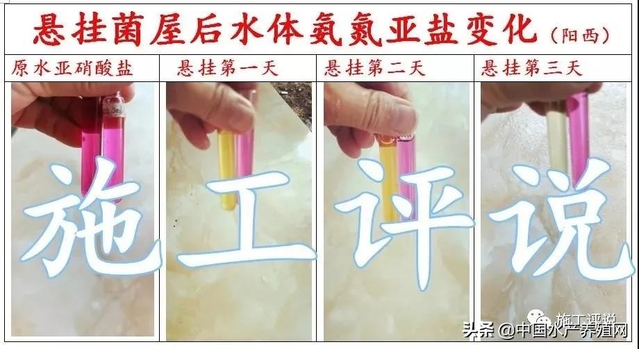 对虾养殖弧菌检测都是黄色小弧菌,对虾弧菌处理的原理是啥