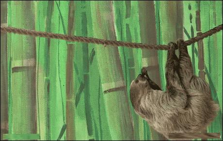 树懒那么慢,蛇一口一个准,为何还没被吃绝?树懒:它找不到我