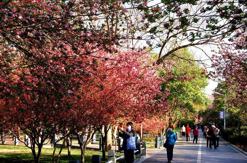 焦作2023年免费开放的景点,焦作人都去哪里玩了