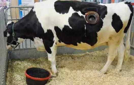 美国奶牛为什么肚子上有个大洞,奶牛肚里有个洞