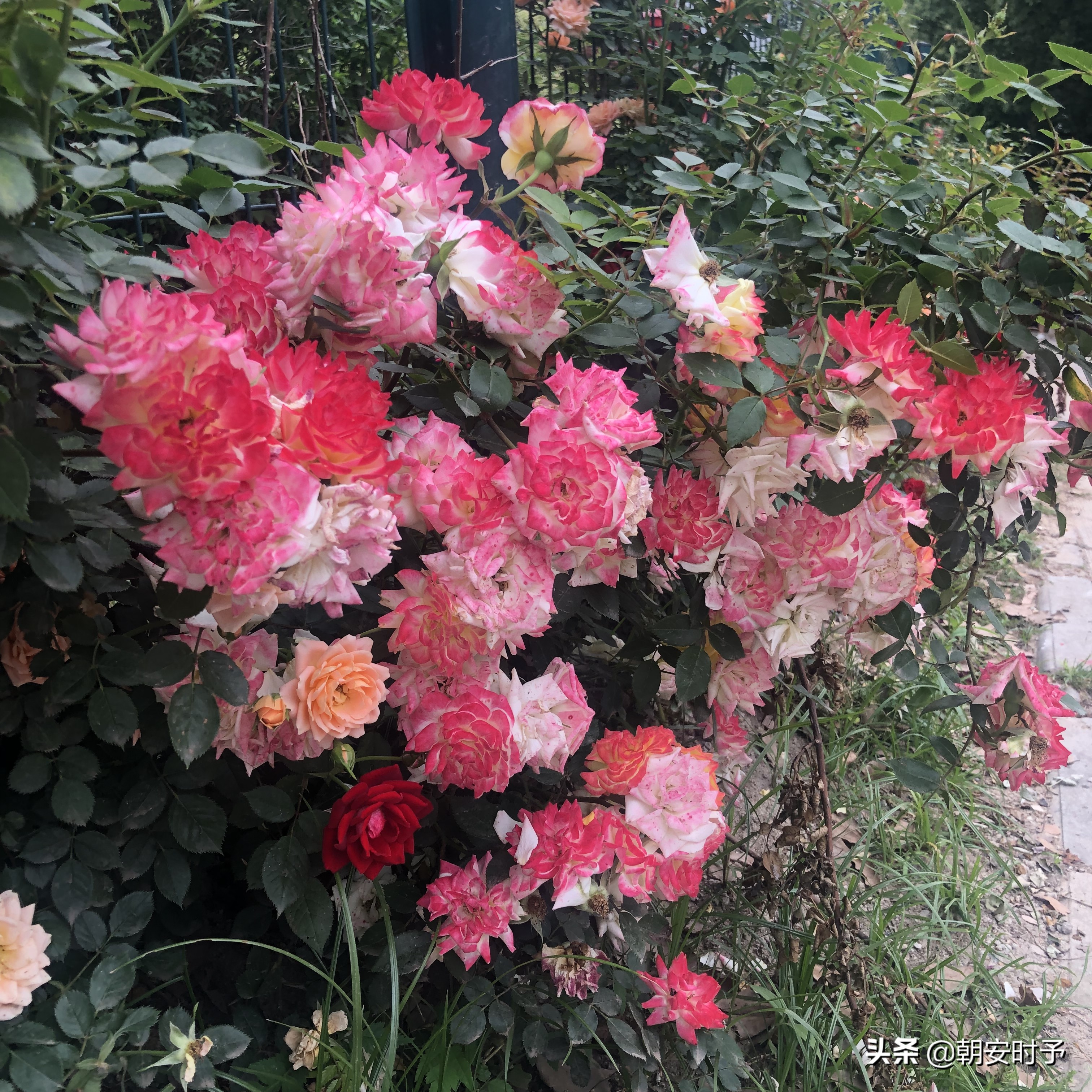 疫情中的武汉美景,大好河山武汉市