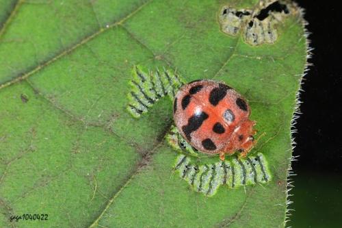 七星瓢虫和二十八星瓢虫是同种吗,七星瓢虫和二十八星瓢虫的故事