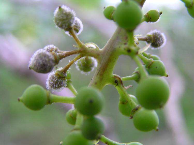 露天葡萄进入幼果期,霜霉病发生严重?转变思路,提早预防很关键