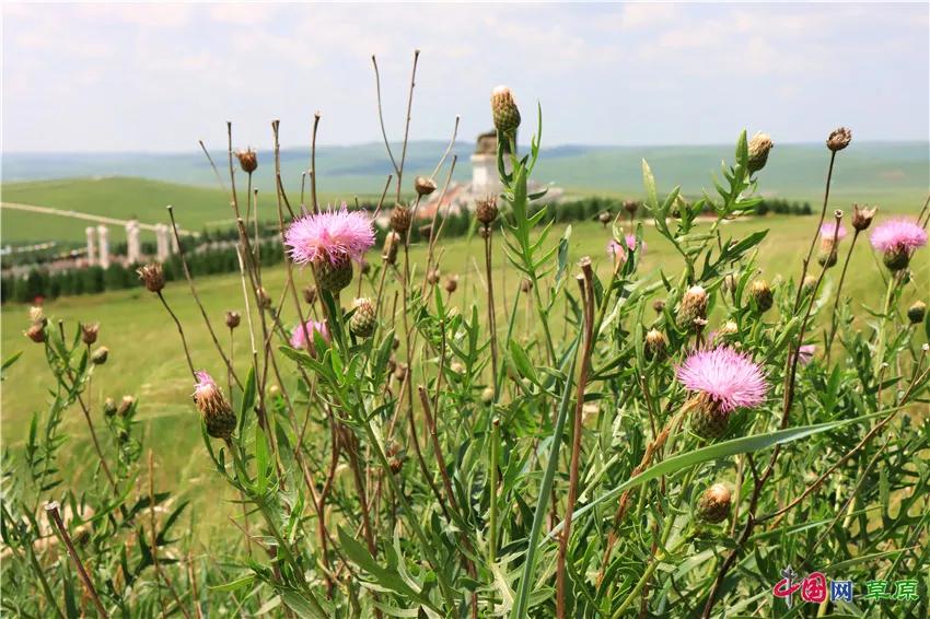 锡林郭勒大草原正蓝旗草原之行,十一锡林郭勒大草原旅游攻略