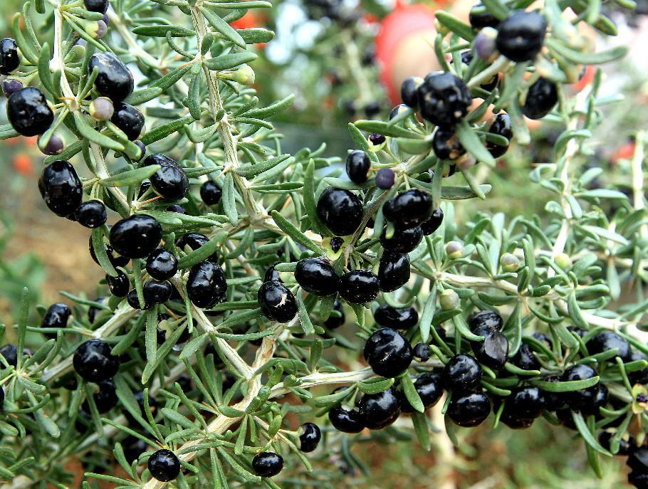 价格高昂被称为软黄金的是什么,曾经价格上万的软黄金