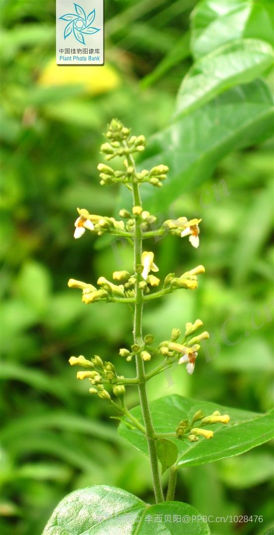 臭黄荆植物,臭鸡屎藤学名