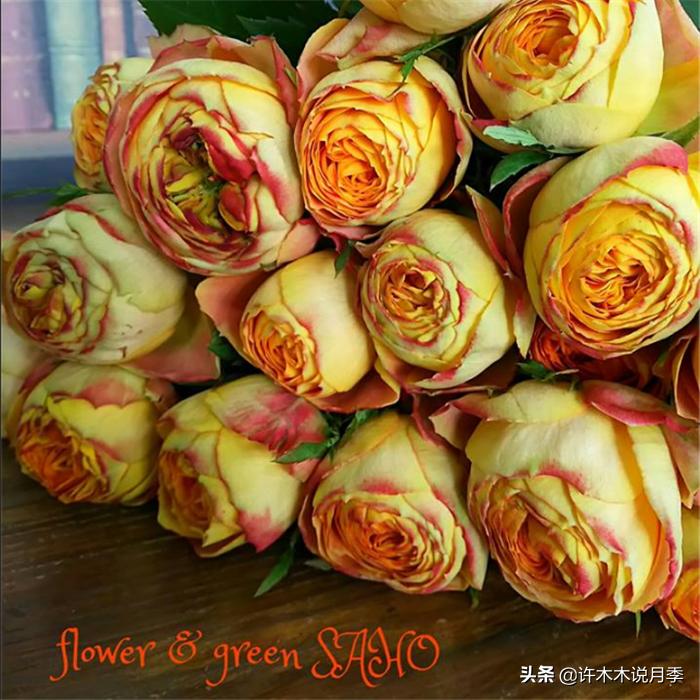 网购月季应该怎么种植?月季移栽后出现黄叶、枯萎是什么原因呢?