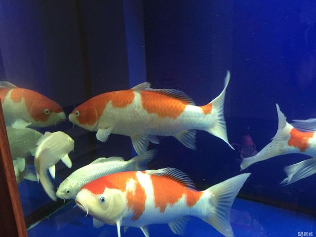 冷水鱼哪个最好养无需加热,冷水鱼夏季怎么养