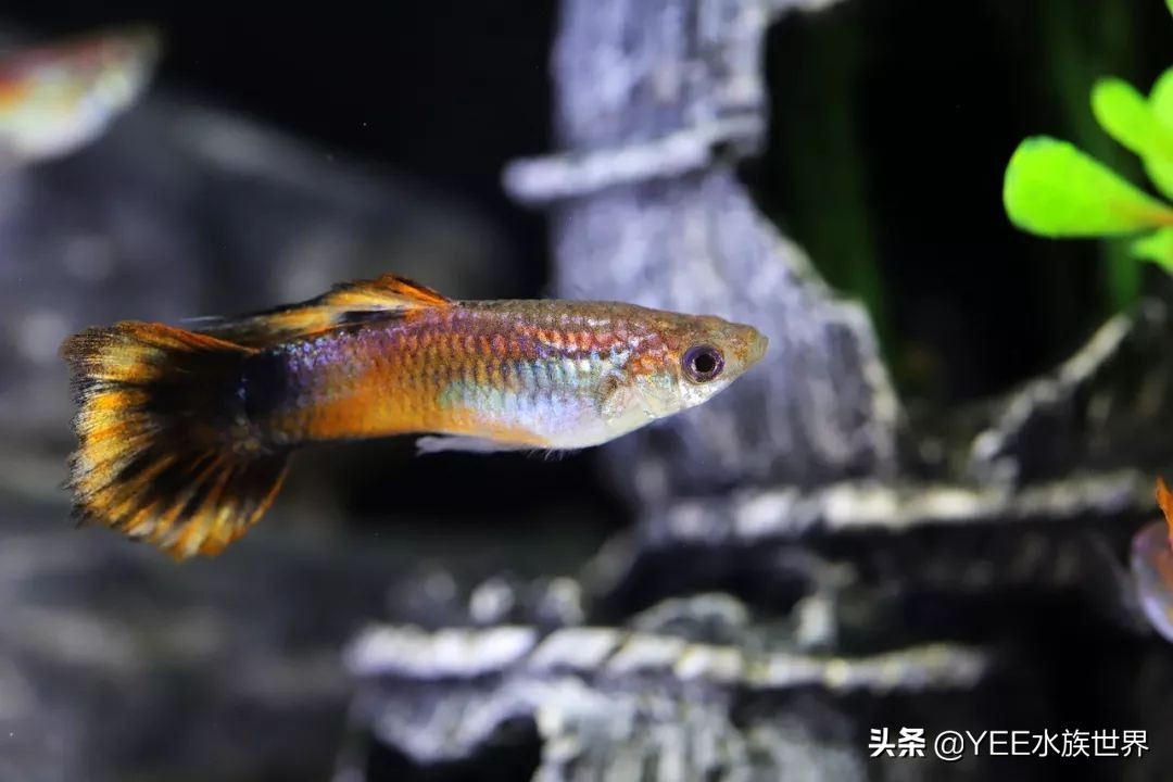 新鱼开口喂什么,新鱼喂活食开口