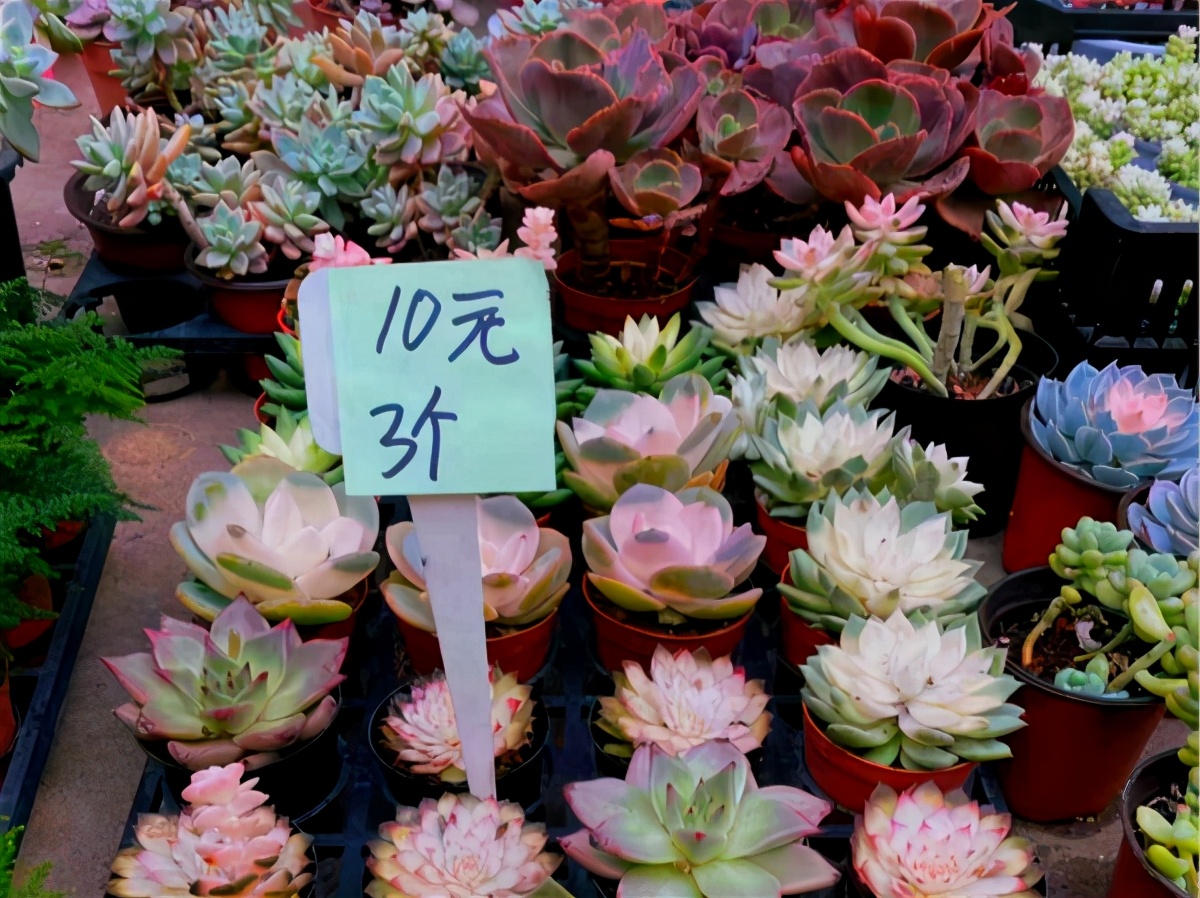 春天去花市买什么花最便宜 (10月适合在花卉市场买的花)