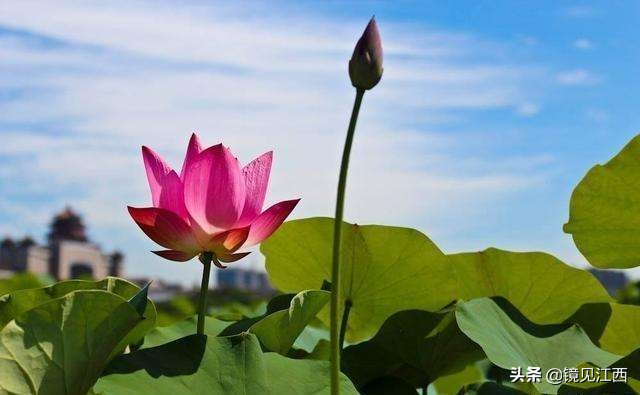 江西有一个县,原来属于吉安,后来划给了萍乡,现在怎么样了?