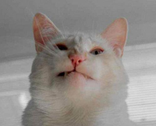 猫咪一直打喷嚏怎么预防感冒,猫咪过敏打喷嚏怎么办