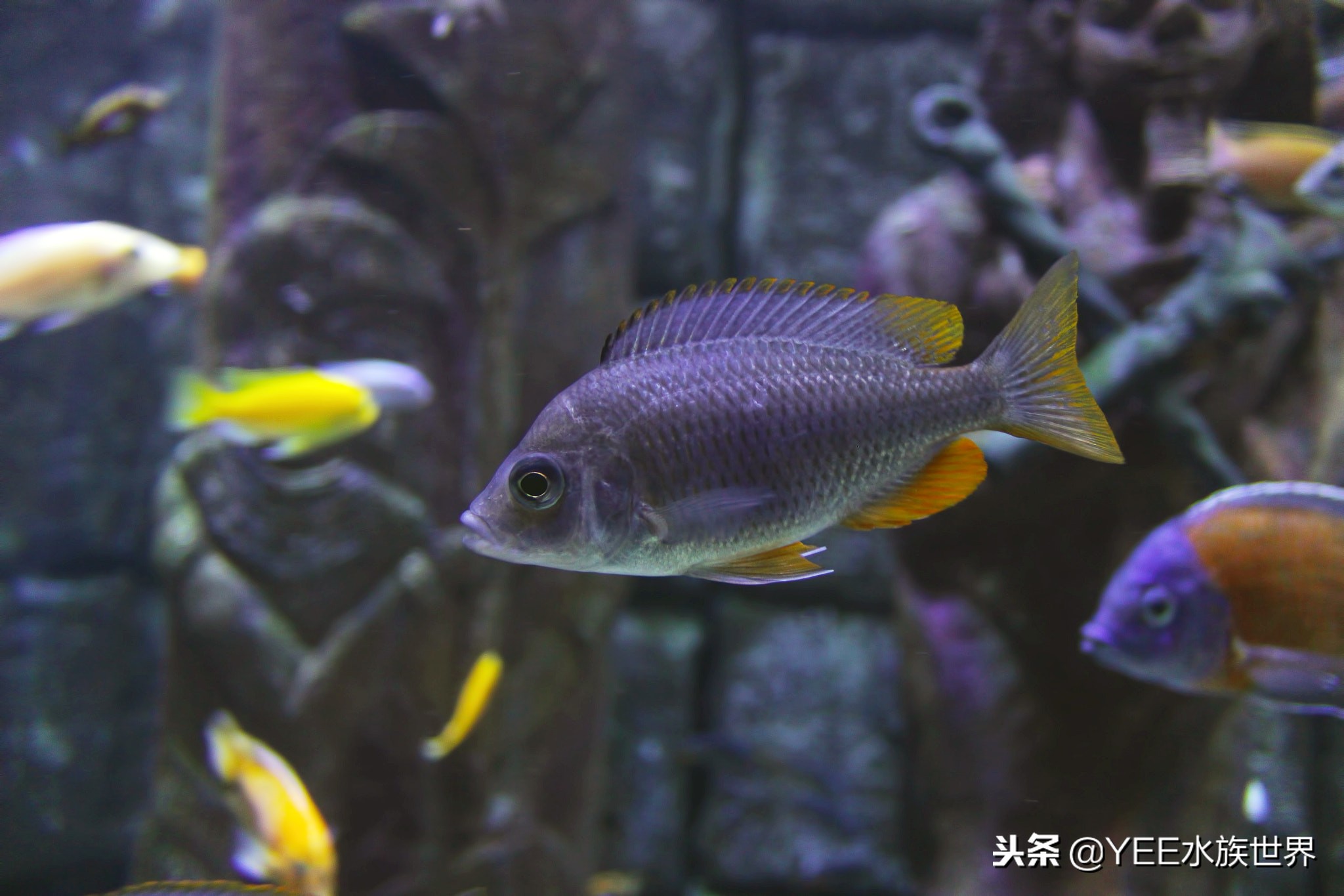 怕什么来什么，鱼在秋冬季得肠炎怎么办？