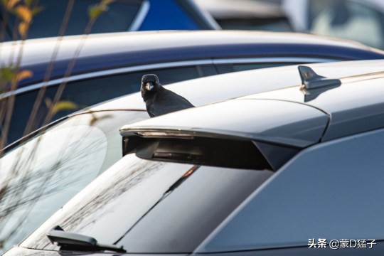 哭笑不得：一只名为“乔治”的乌鸦，酷爱破坏汽车雨刮器