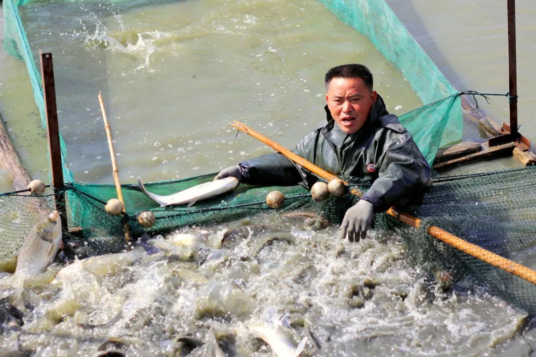 我们从黑坑钓起的每一尾鲤鱼，它的一生是如何度过的？