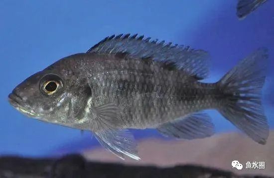 三湖慈鲷马鲷孔雀鱼多久发色,三湖慈鲷鱼之马鲷鱼
