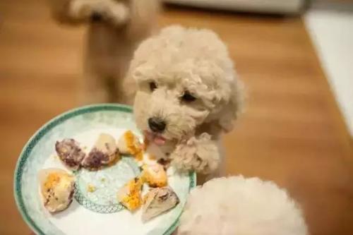 端午节可以给狗洗澡吗,狗狗吃粽子