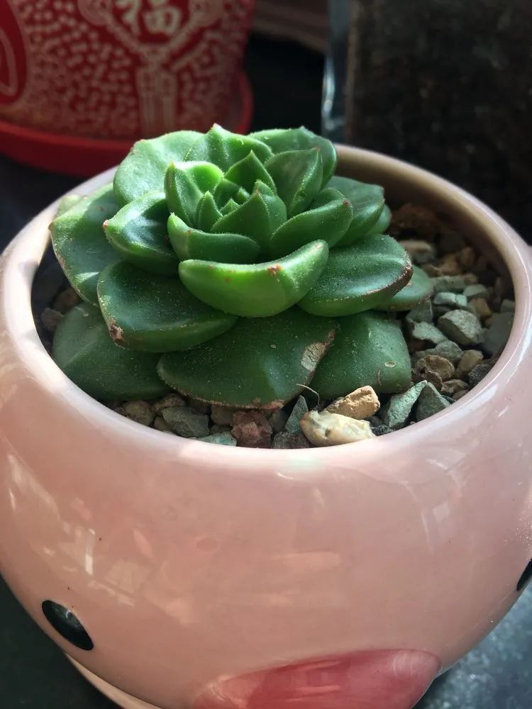 2021牛转乾坤砥砺前行,2021年牛转乾坤时来运转