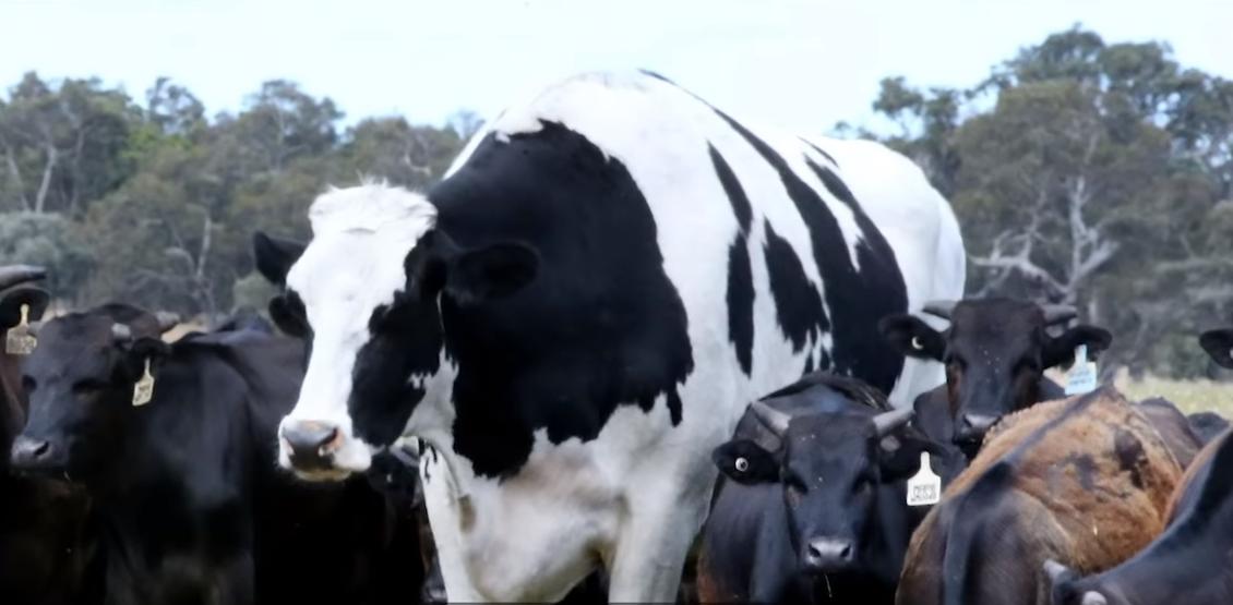 给牛身上开洞,牛身上的洞是怎样开的