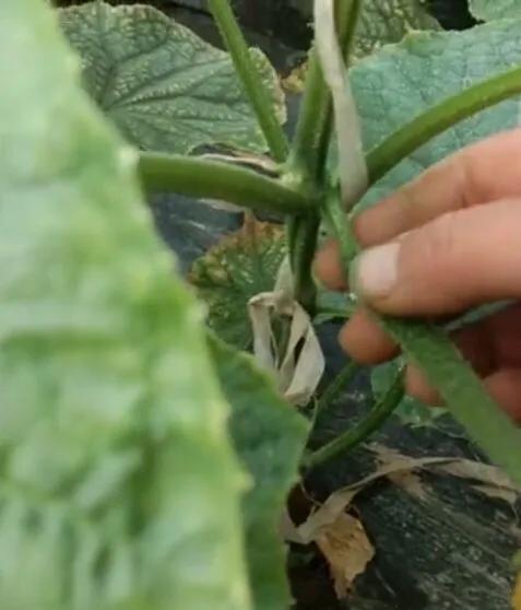 黄瓜为啥结了小瓜就枯了,黄瓜都从根部断了咋回事