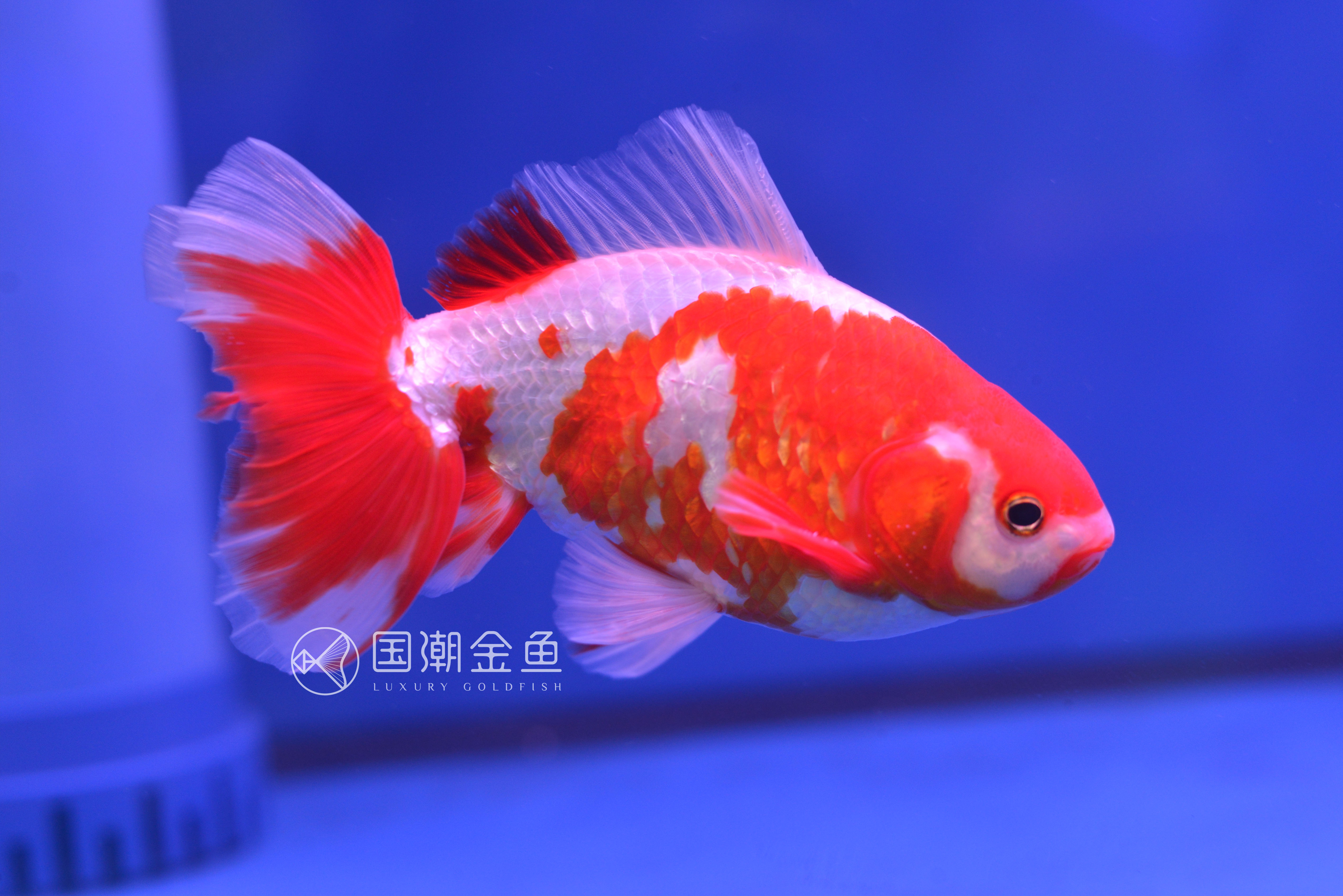 金鱼得了失衡病怎么办,金鱼鱼鳔失调怎么治