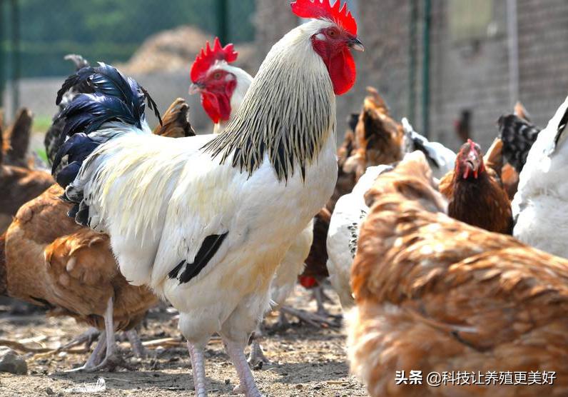 家禽家畜预防治疗疾病,家禽秋冬季疾病防控