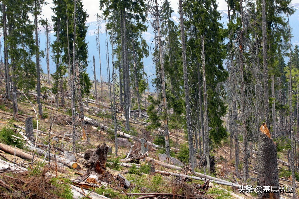 农村自留山砍伐树木需要什么手续,农户砍伐林木手续
