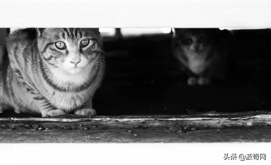 猫猫应激了过后有什么反应,猫猫看到新猫后的应激反应