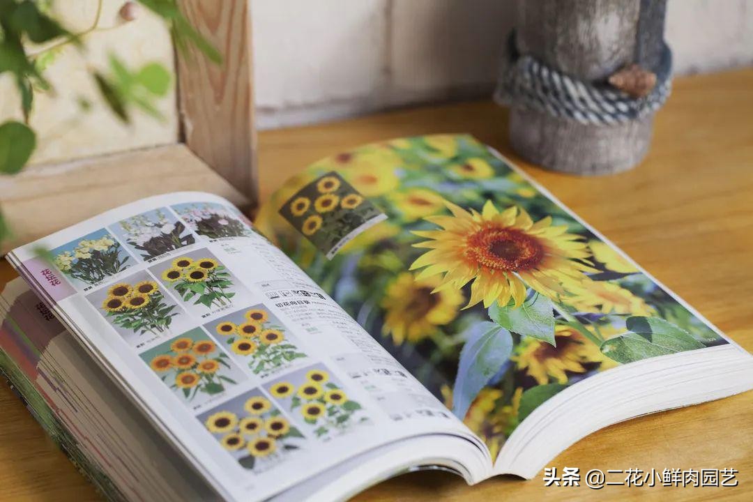 鍥壓鑺卞崏绉嶆鐭ヨ瘑鍏ラ棬,鑺卞崏鍥壓濡備綍鍏ラ棬