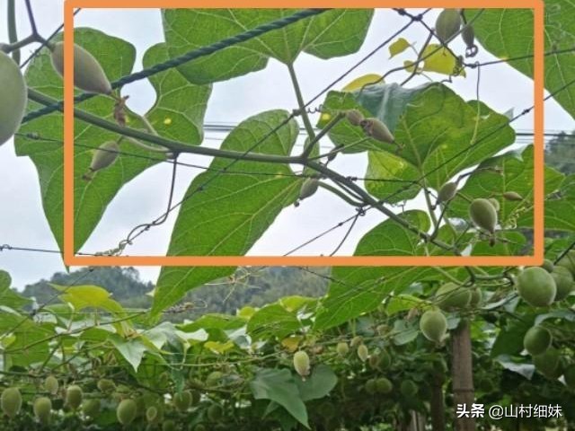 罗汉果点花后，为啥停止生长？弄懂以下3个原因，解决办法在这里