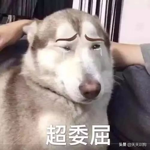 当你不想养狗的时候要怎么办呢,没有足够的心理准备不要养狗