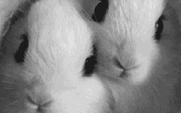 兔兔辣么阔爱，你怎么不养兔兔？