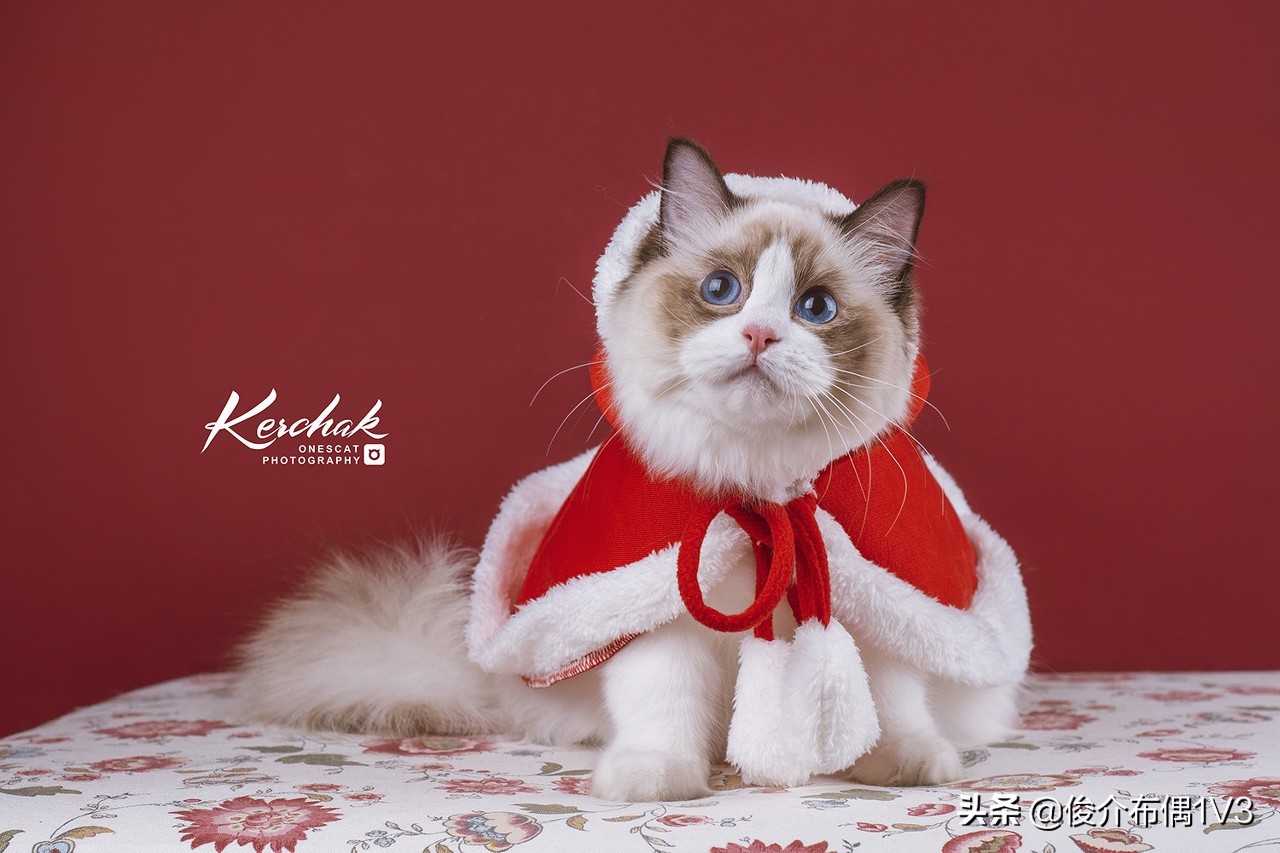 怎么挑选一个好布偶猫,挑选布偶幼猫品相