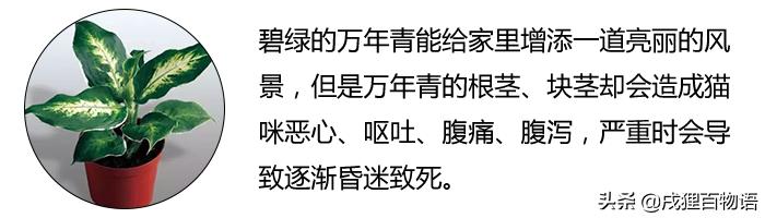 养猫人不能种什么花,养猫人不能干的事情