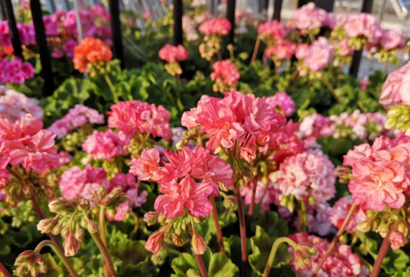 天竺葵几月份是开花旺季,天竺竹为什么夏天不开花