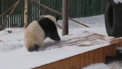 外国人到底有多喜欢熊猫啊,外国人真的很爱熊猫吗