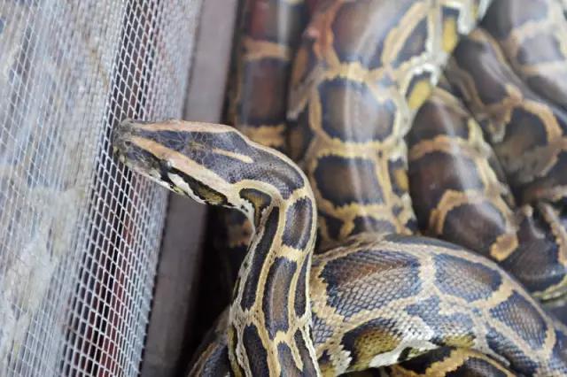 海南海里的特产动物,海南特有的珍稀动物