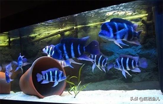 三湖慈鲷萨伊蓝六间灯光,三湖慈鲷萨伊六间