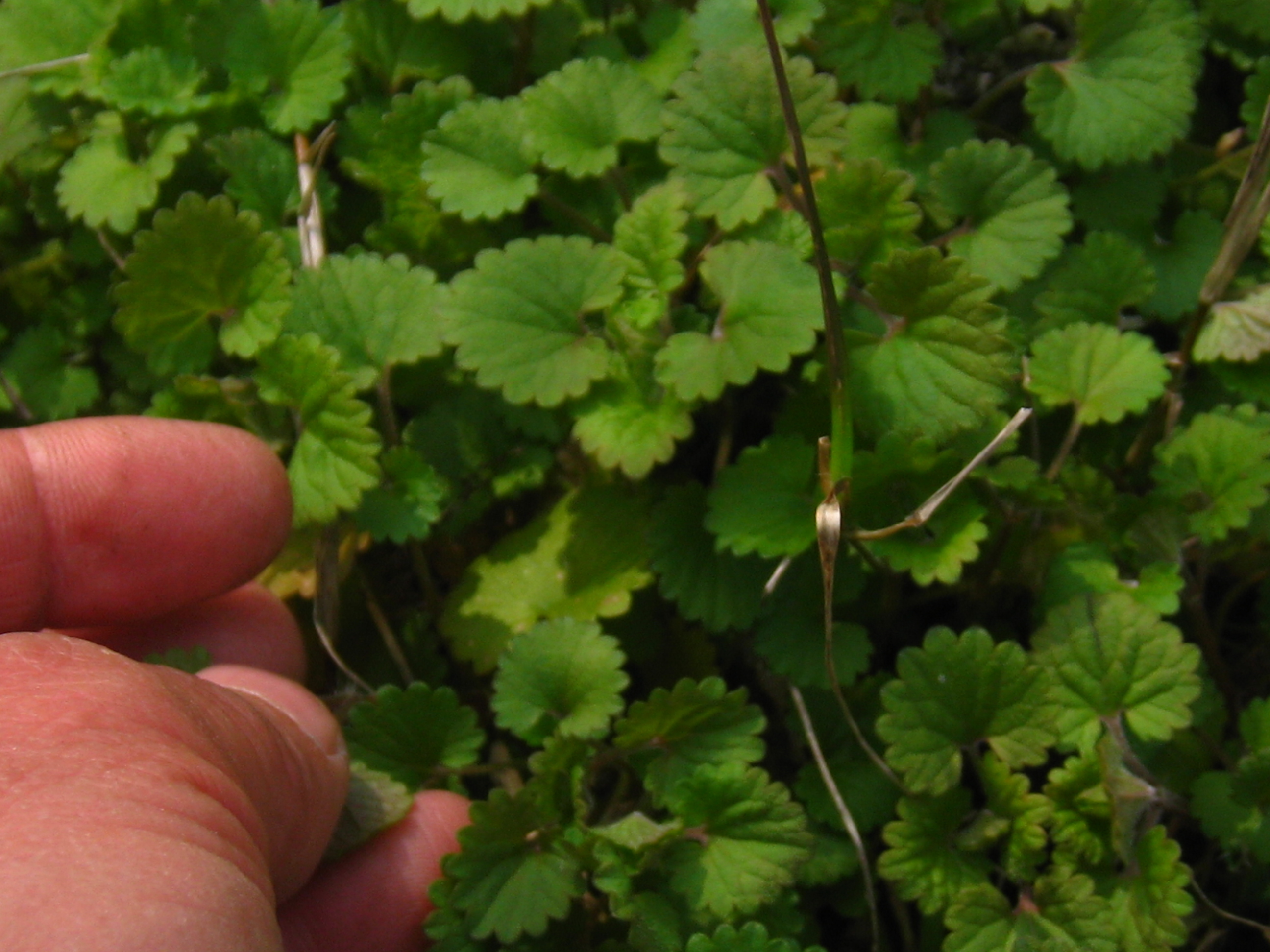 活血丹的讲解,武汉话120集