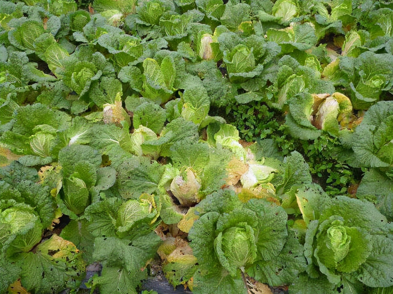 大白菜未成熟又腐烂怎么办,大白菜软腐病症状怎么治