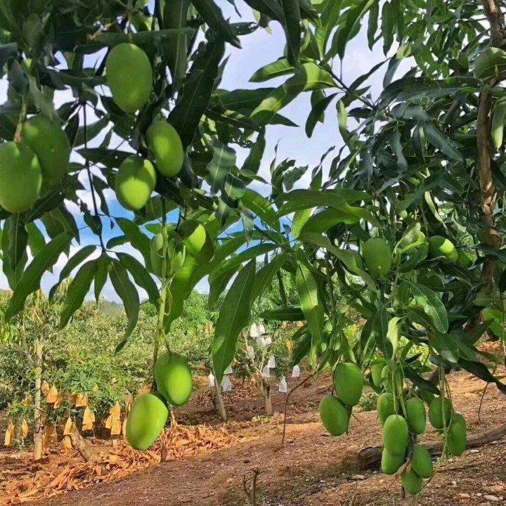 芒果种植技术环境温度,芒果种植技术与管理教程