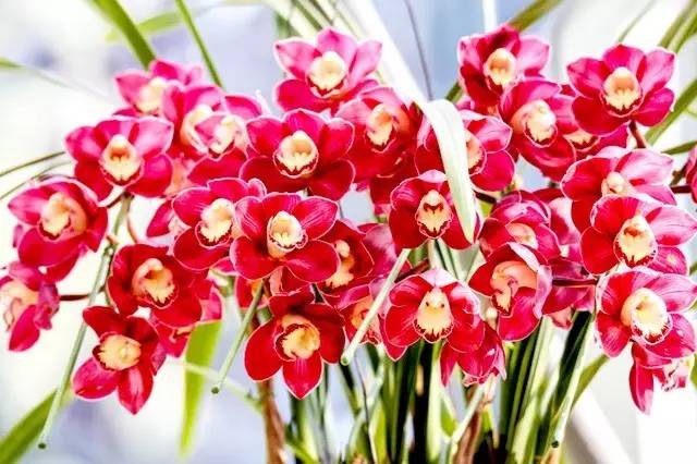 一花一世界的兰花,一花一世界的蝴蝶兰