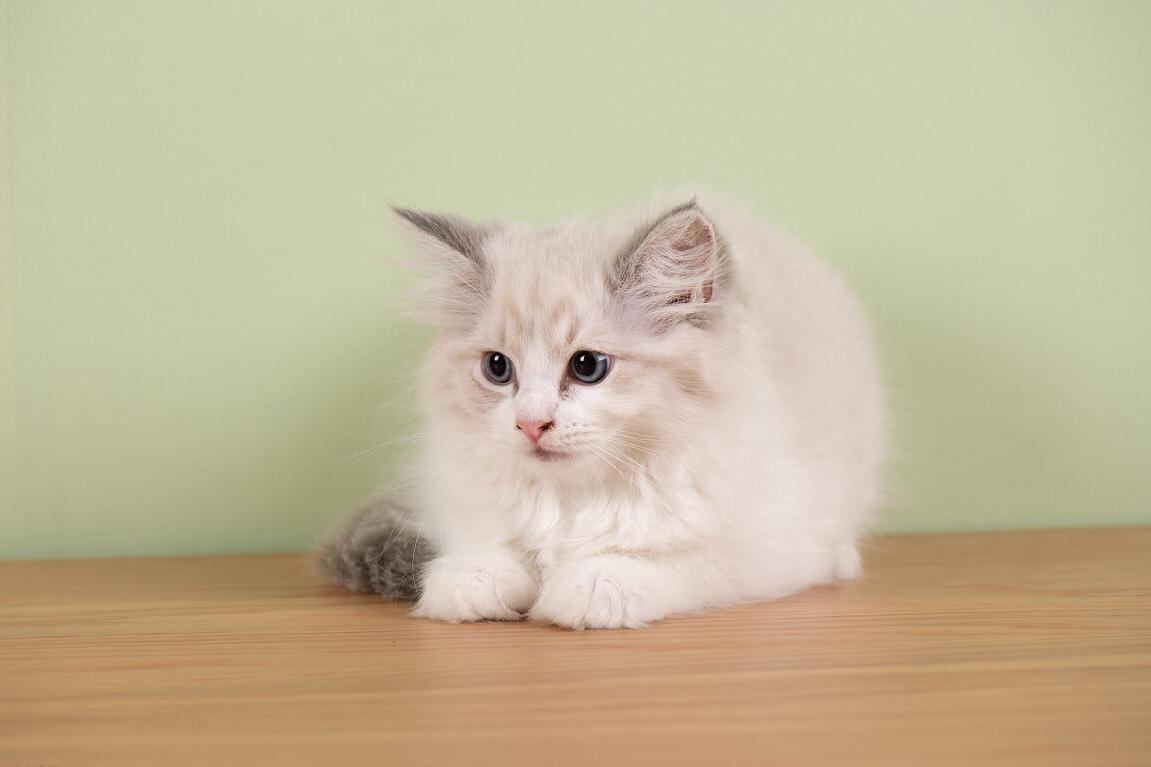 想养一只布偶猫怎么办,饲养布偶猫有什么注意事项