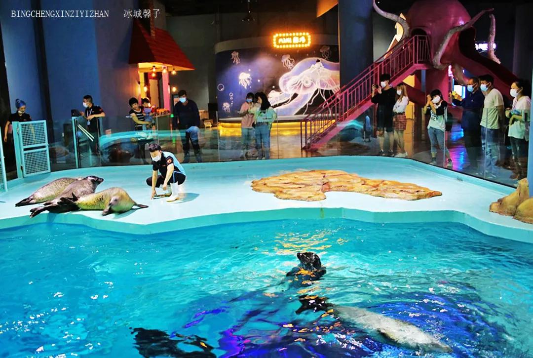 走进哈尔滨完整视频,走进哈尔滨海洋馆